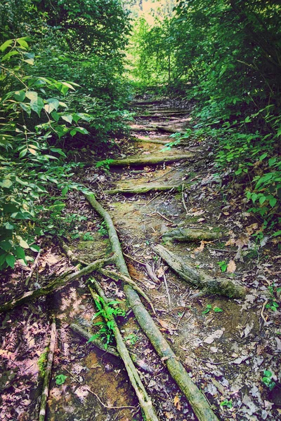 Естественная грязная дорожка в лесу с корнями для ступенек — стоковое фото