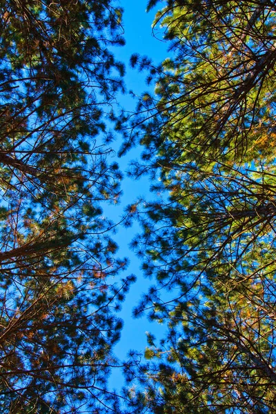 Worms vista de olhos através de folhas de árvores altas que chegam em direção a um céu azul — Fotografia de Stock