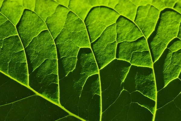 Detalle textura de las venas de hoja verde —  Fotos de Stock