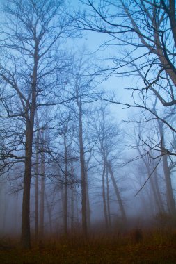 Sisli bir günde ağaçlar birlikte