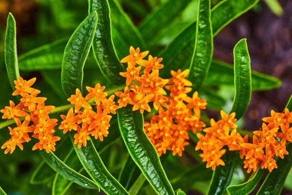 Lebendige kleine orangefarbene Blüten von oben mit großen grünen Blättern — Stockfoto