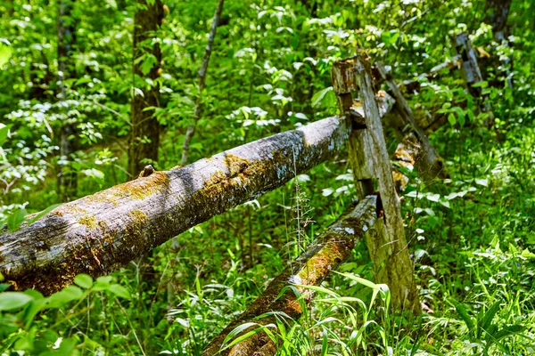 Vanha puu aita sammalta ja jäkälää metsää vastaan — kuvapankkivalokuva