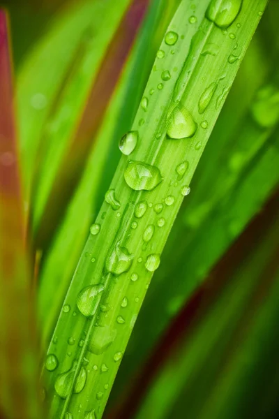 Blad av gräs med droppar vatten — Stockfoto
