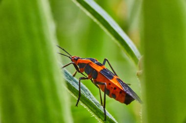 Turuncu ve siyah benekli süt tohumu böceği