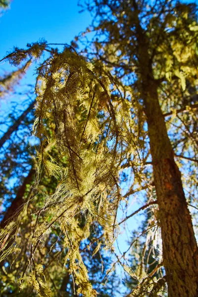 Primer plano de musgo verde con textura extraña colgando de los árboles —  Fotos de Stock