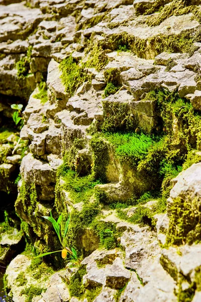 De cerca de la pared de roca con manchas de musgo y liquen — Foto de Stock