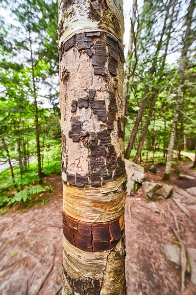 Primer plano de la corteza del tronco del árbol agrietado y texturizado —  Fotos de Stock