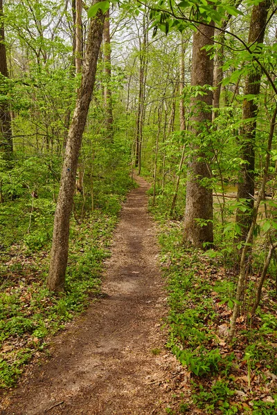 Un sentier bien usé traverse une jeune forêt verte — Photo