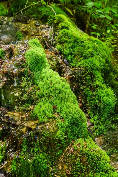 Detalle de manchas de musgo en el bosque con diminuto río —  Fotos de Stock