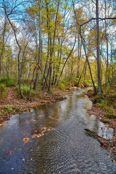 森の奥の細い背の高い木の間を静かに流れる川 — ストック写真