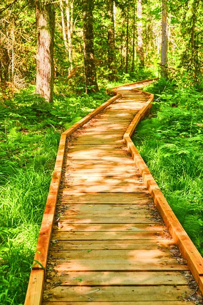 Boardwalk of wood for hikers zig-zagging through lush green woods — Stock Photo, Image