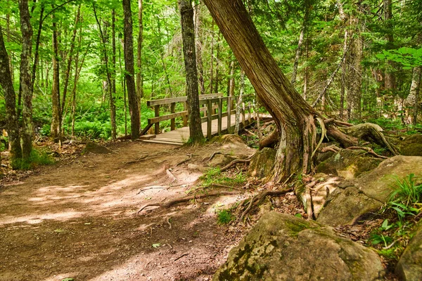 Грязная тропа и деревянный пешеходный мост через лес со скалами и деревьями с открытыми корнями — стоковое фото