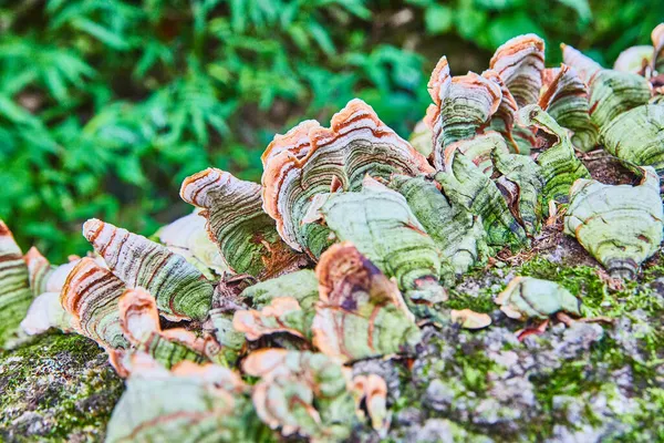 Detail eines Pilzes, der auf einem Baumstamm wächst — Stockfoto