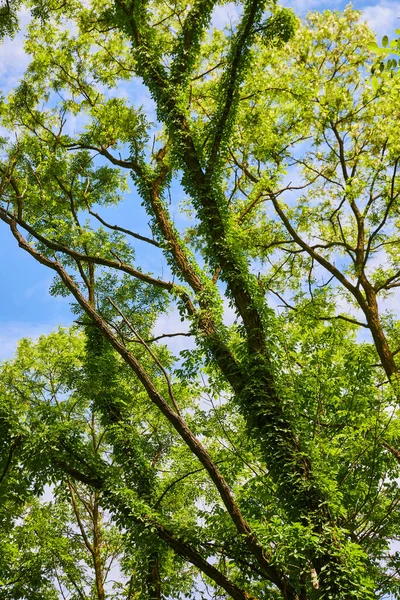 Zöld szőlő nő törzsén fák az erdőben — Stock Fotó