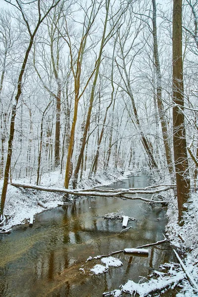 Vertical de río rodeado de árboles cubiertos de nieve —  Fotos de Stock