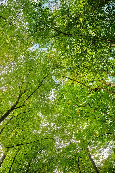 Worms eye view of trees with green leaves obscuring the sunny sky Stock Image