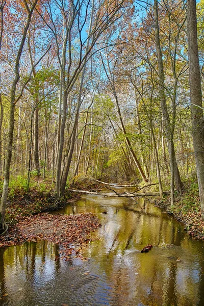 Calmo rio no meio de uma floresta no outono, onde galhos e troncos caíram na água — Fotografia de Stock