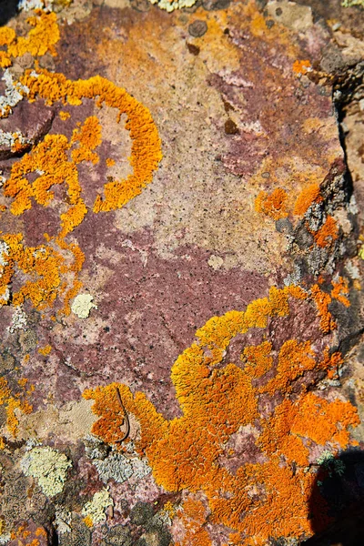 Detalle de textura de la superficie de piedra con liquen naranja vibrante —  Fotos de Stock
