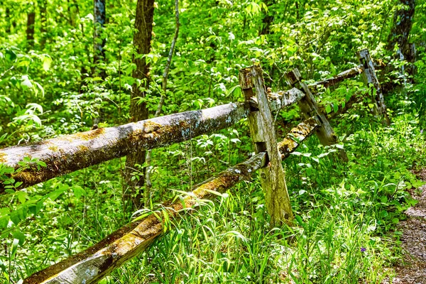 Wood fence with moss next to forest — Stock Photo, Image