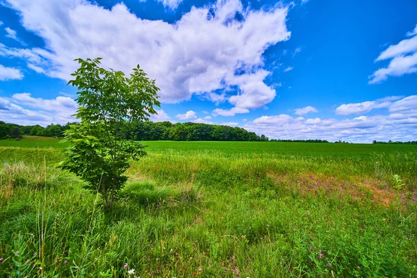 Paisagem de campo verde aberto e terras agrícolas com árvore solitária e céu azul — Fotografia de Stock