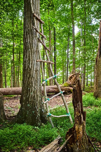 Łowcy proste drabina gałąź drewna do polowania na drzewie — Zdjęcie stockowe