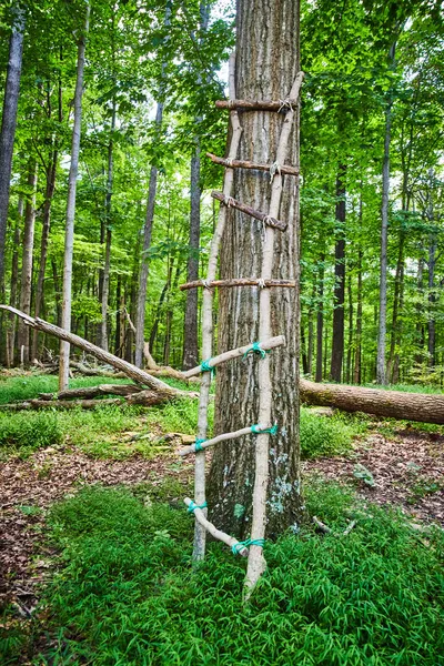 Drabinka myśliwych z gałęzi drewna, aby przejść na drzewo na polowanie — Zdjęcie stockowe