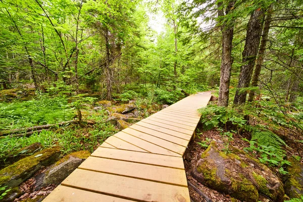 View on boardwalk with clean wood planks cutting through dense forest with mossy boulders — Stock Photo, Image