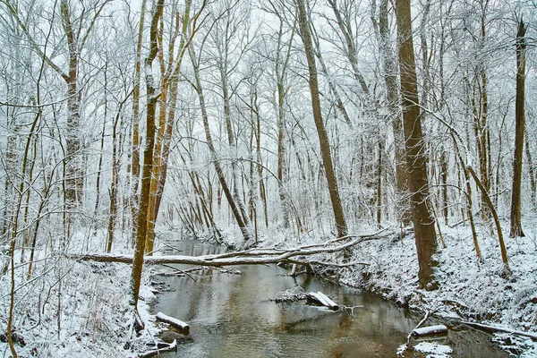 Árboles cubiertos de nieve a lo largo del río en invierno —  Fotos de Stock