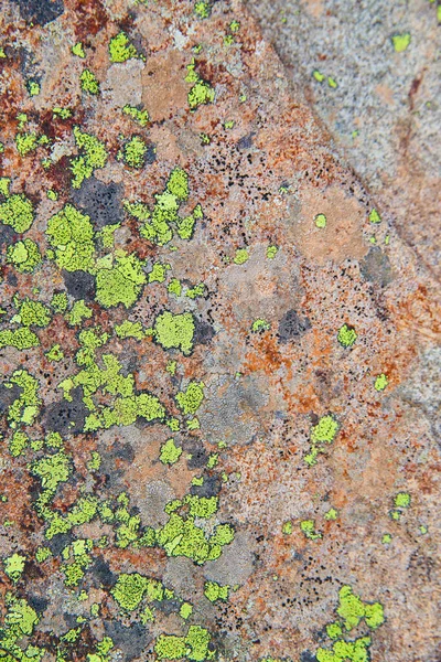 Kőzetfelület textúrája zöld zuzmó foltokkal — Stock Fotó