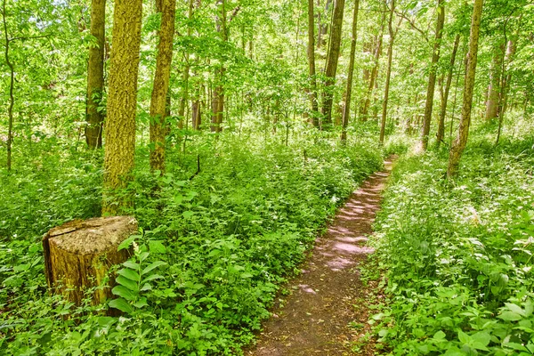 Простая грунтовая пешеходная тропа через пышный зеленый лес — стоковое фото
