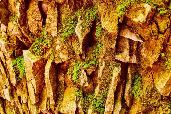 Cueva pared de roca puntiaguda con pequeñas plantas musgosas —  Fotos de Stock