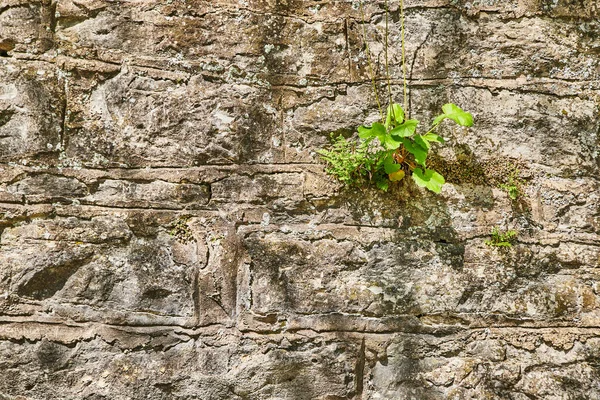 Planta verde sobre muro de piedra artificial con textura — Foto de Stock