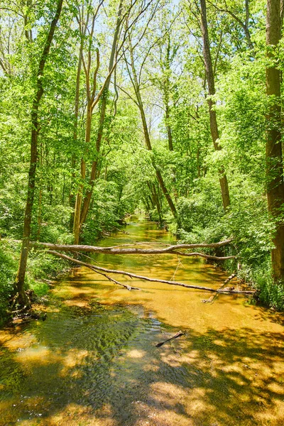 Ruskea luonnonjoki rehevässä vihreässä metsässä kaatuneen puun kanssa — kuvapankkivalokuva