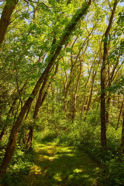 Vaellusreitti metsän halki — kuvapankkivalokuva