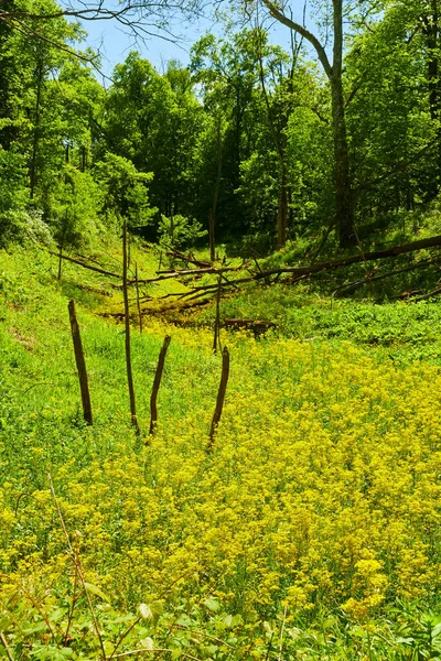 Pelto keltaisia kukkia keväällä — kuvapankkivalokuva