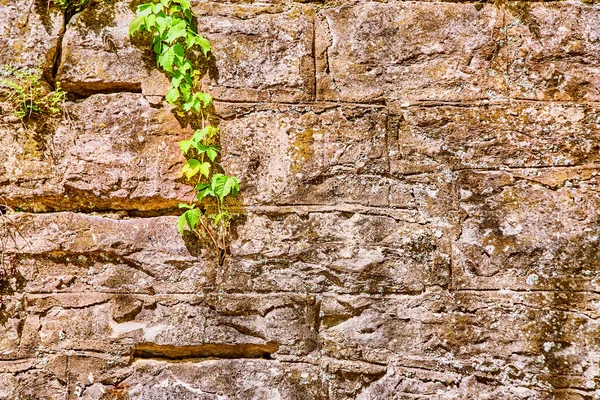 Szczegóły tekstury kamiennej ściany z gałązką zielonych winorośli — Zdjęcie stockowe
