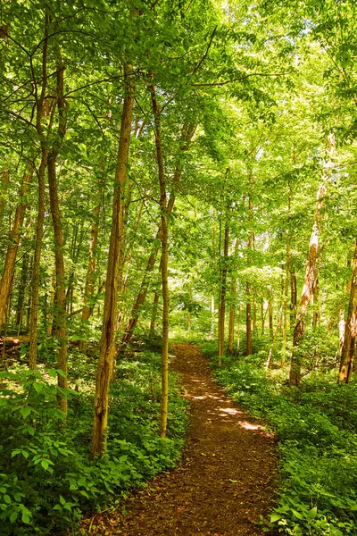 Вертикаль квинтэссенции походной тропы через лес пышной зелени — стоковое фото