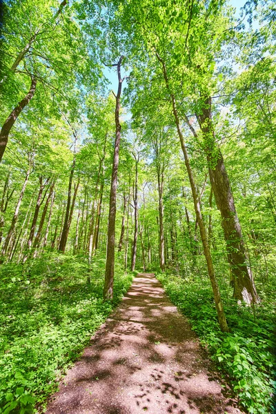 Lika kävely polku läpi avoimen vihreän metsän — kuvapankkivalokuva