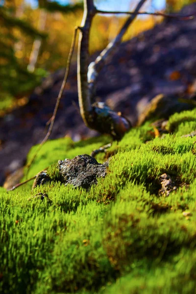 Macro shot of moss growing close-up and a twig in the background shaped like dousing rod — Stock Photo, Image