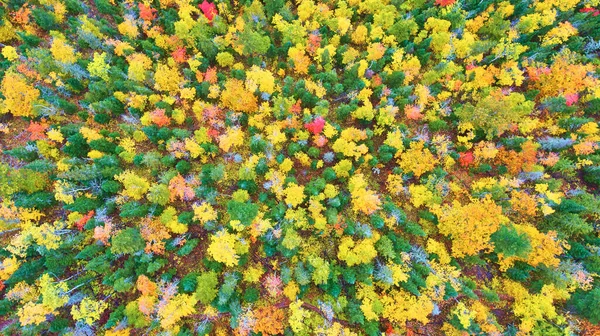 Herbstwald mit roten, gelben, grünen und orangefarbenen Bäumen — Stockfoto