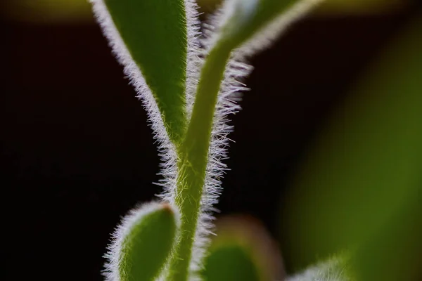 Cactus en ciernes planta suculenta con sus agujas delgadas —  Fotos de Stock