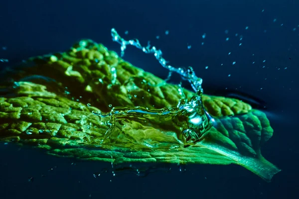 Hoja verde sumergida con un chorrito de agua — Foto de Stock