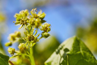 Baharda filizlenen birkaç yeşil tomurcuk ve tohum.