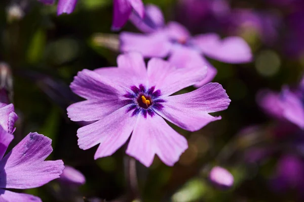 几种紫色花，内饰深紫色花瓣，中心为橙色 — 图库照片