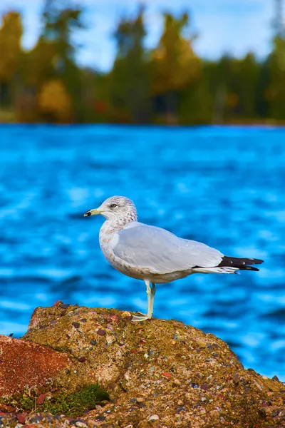 Perfil da gaivota em uma rocha multicolorida com água azul e mais profunda azul e floresta com cores de outono por trás — Fotografia de Stock