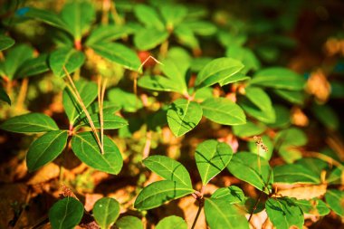 Küçük bitkilerin ve yeşil yaprakların orman zeminindeki makro görüntülerini kapat.