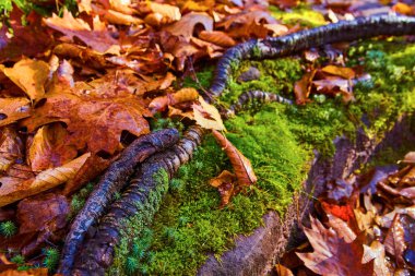 Kahverengi yapraklar ağaç köküne karşı yosun kaplı bir kayaya karşı
