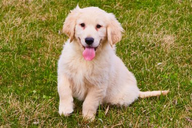 Çimlerin üzerinde dili olan yaşlı altın renkli bir köpek yavrusu