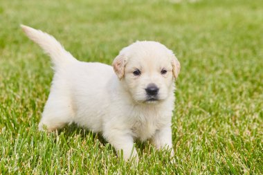 Yeşil çimlerin üzerinde duran enerjik golden retriever köpeği