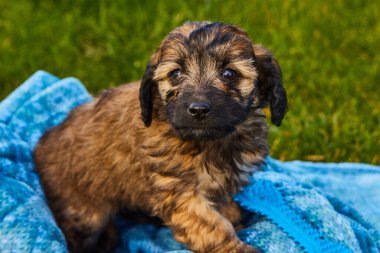Siyah ve kahverengi benekli altın renkli köpek yavrusu mavi battaniyeyle çimlerin üzerinde